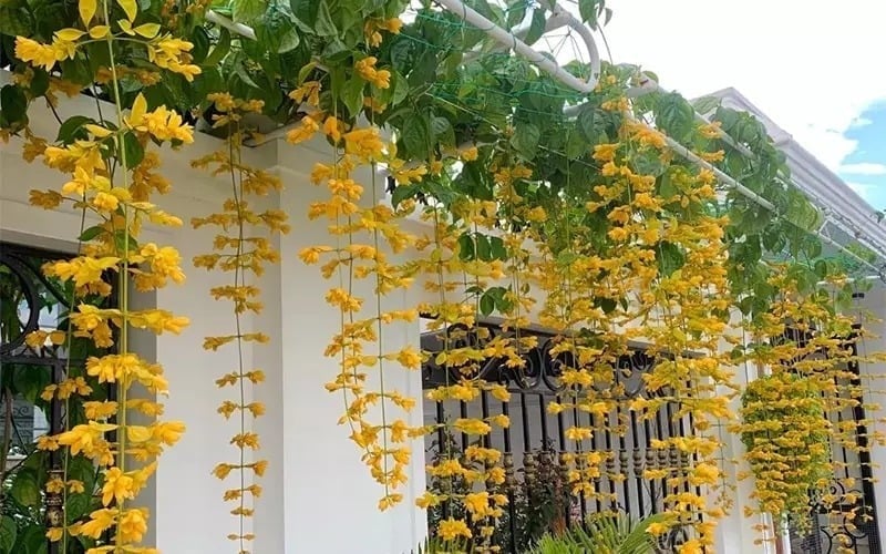 Cây tượng trưng cho sự bền bỉ, vững chãi và tài lộc lâu dài. Những ai yêu thích nghệ thuật bonsai thường chọn hoàng dương để tạo dáng, bởi cây có dáng cứng cáp và sống thọ.