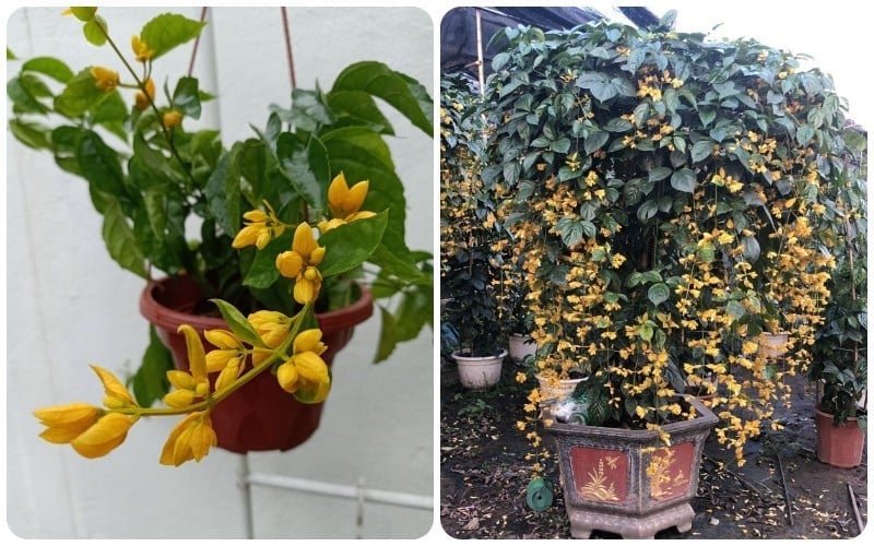 Cây ưa nắng, đất hơi chua, cần bổ sung phân hữu cơ lên men để rễ phát triển khỏe mạnh. Khi còn non nên giữ ấm vào mùa đông, trưởng thành rồi có thể trưng ngoài sân hoặc ban công rất đẹp mắt.
