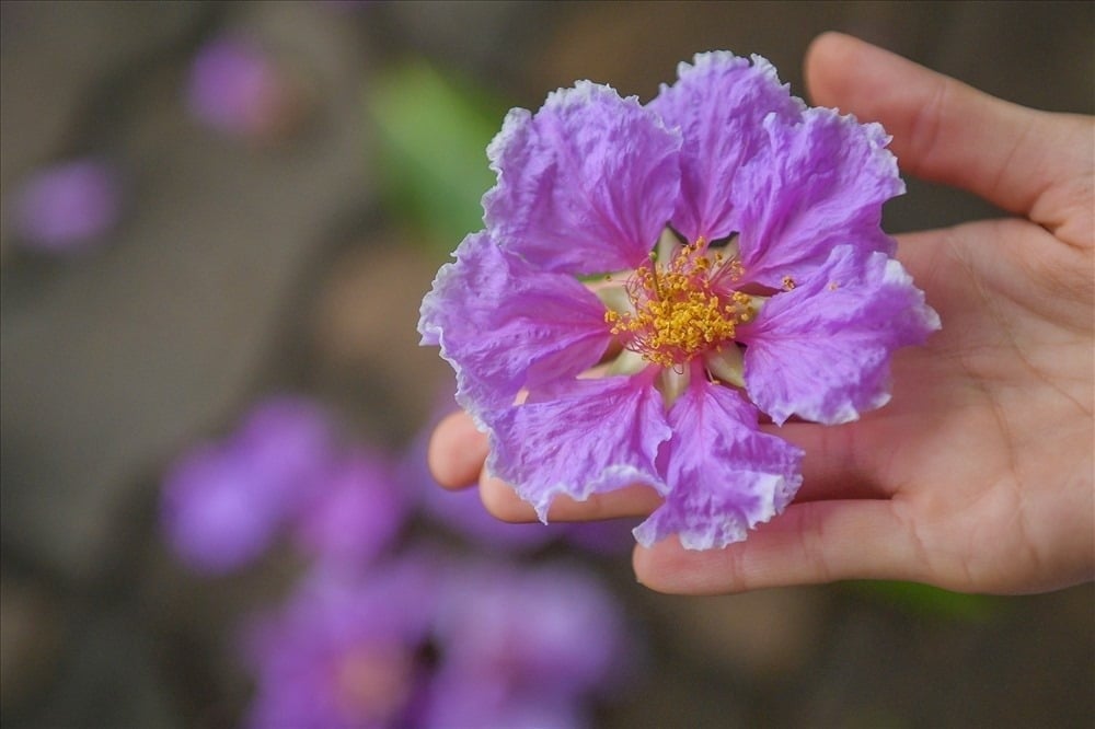Hoa bằng lăng: Hoa bằng lăng có màu sắc rực rỡ và thời gian nở dài đến 100 ngày, mang lại không khí vui tươi và tràn đầy sức sống cho ngôi nhà.