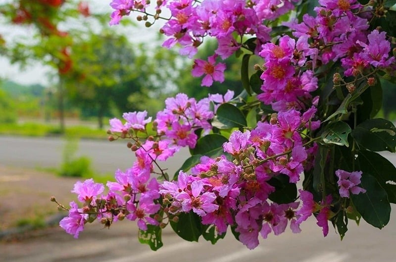 Theo phong thủy, cây tượng trưng cho tài lộc và thịnh vượng. Người xưa có câu “Nhà có hoa bằng lăng, ắt có phú quý lâu dài” — bởi loài hoa này gắn liền với may mắn và thành công.