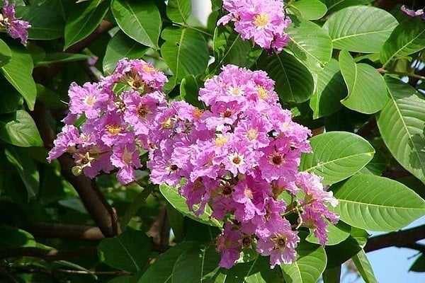 Bằng lăng là cây thân gỗ ưa nắng, dễ chăm sóc. Chỉ cần bón phân định kỳ và đặt nơi đủ sáng, cây sẽ phát triển tốt, nở hoa đẹp, giúp không gian sống thêm sang trọng và thu hút vượng khí.