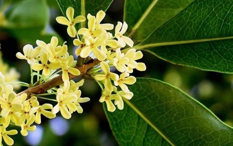 Về phong thủy, mộc hương tượng trưng cho tài lộc, thịnh vượng và may mắn. Nhiều gia đình trồng hai cây mộc hương trong sân như biểu tượng của sung túc và hòa khí.
