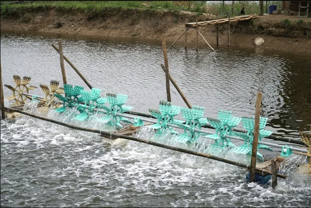 Vu-vo-bang-hoang-khi-phat-hien-chong-va-con-tu-vong-duoi-ao-nuoi-tom-he-lo-nguyen-nhan-ban-dau-3