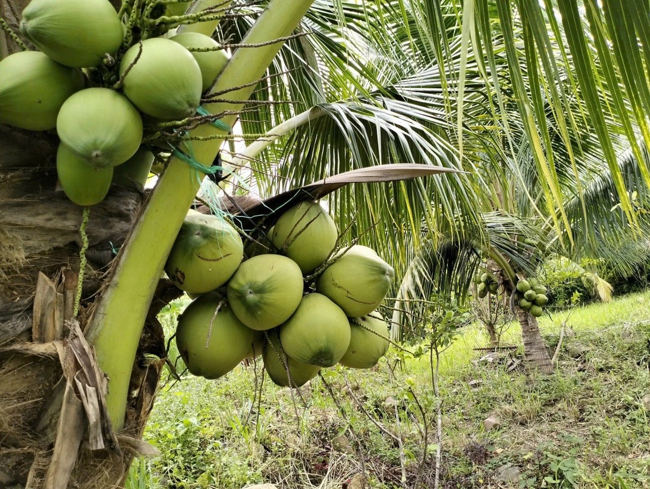 Giá dừa tươi tăng gấp đôi vì nắng nóng