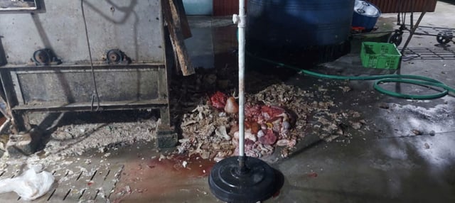 Tuồn lợn bệnh ra thị trường chủ cơ sở chăn nuôi ở Hưng Yên bị khởi tố - Ảnh 2.