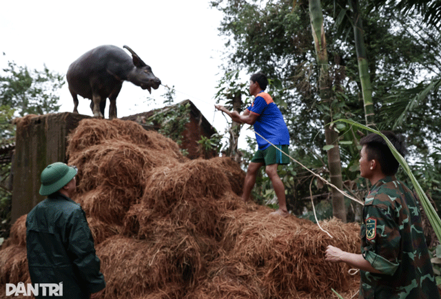 Xuc-dong-canh-chu-trau-mac-ket-gan-1-tuan-tren-mai-nha-biet-trau-con-song-toi-mung-roi-nuoc-mat-3