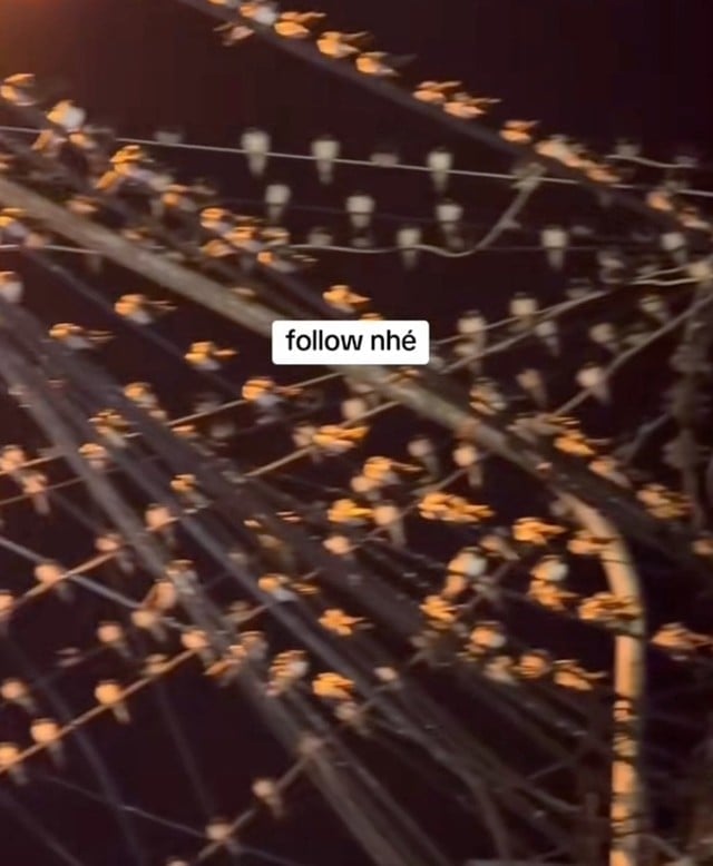 chim-en-dau-tren-day-dien-1