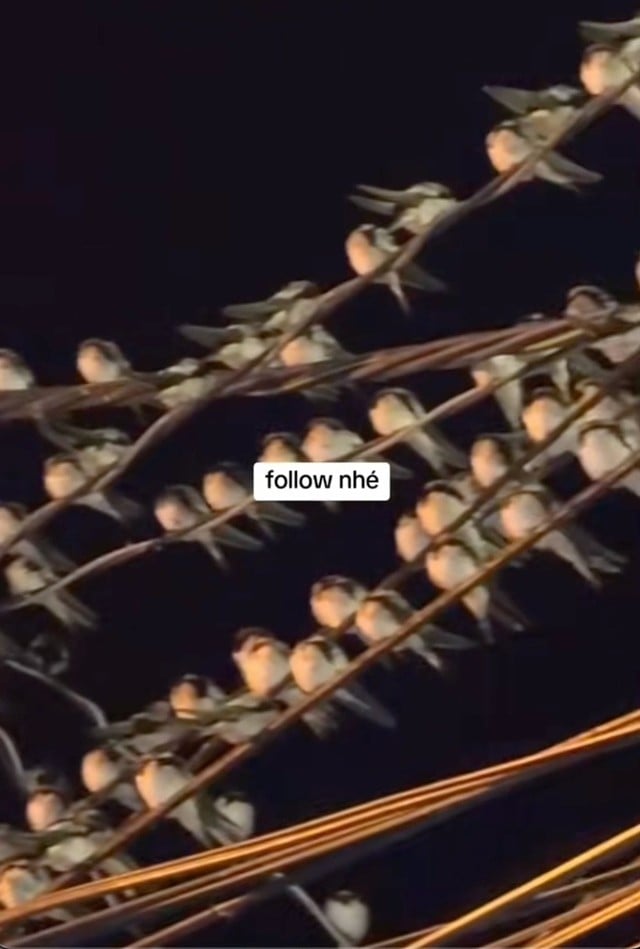 chim-en-dau-tren-day-dien-2