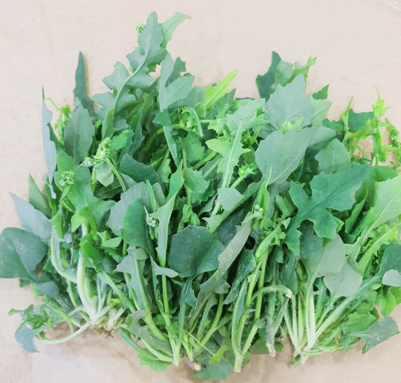 Rau cải trời: Đặc sản dân dã bổ dưỡng , khó tìm mua - Ảnh 1.