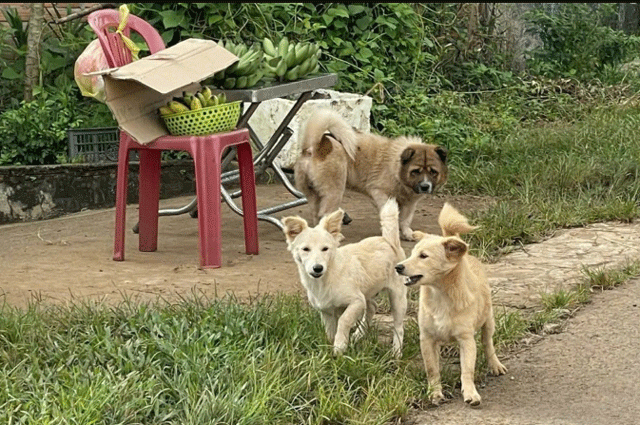 Vu-be-trai-6-tuoi-o-gia-lai-tu-vong-khi-giau-viec-bi-cho-can-gia-dinh-soc-nang-khi-mat-con-mai-mai-2