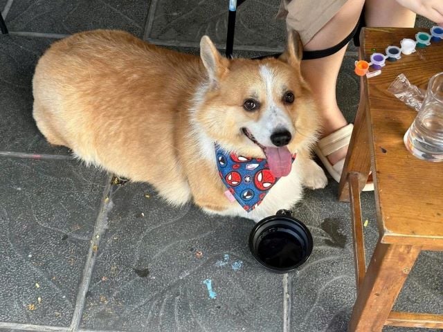 cho-corgi-uong-nuoc-trong-coc-danh-cho-nguoi-o-quan-ca-phe-ha-noi