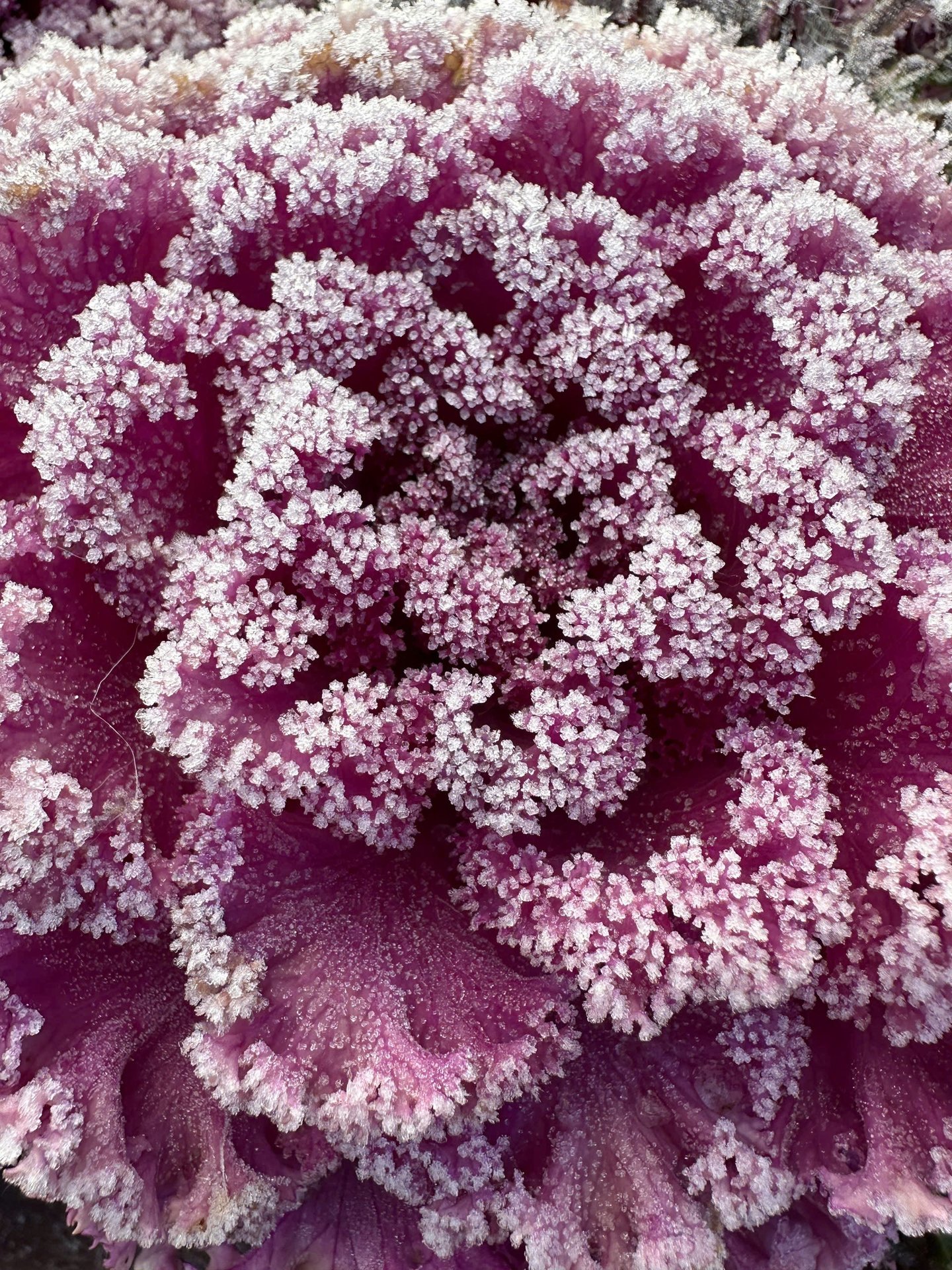 VIDEO: Du khách thích thú ngắm tuyết rơi phủ trắng đỉnh Fansipan - Ảnh 2.