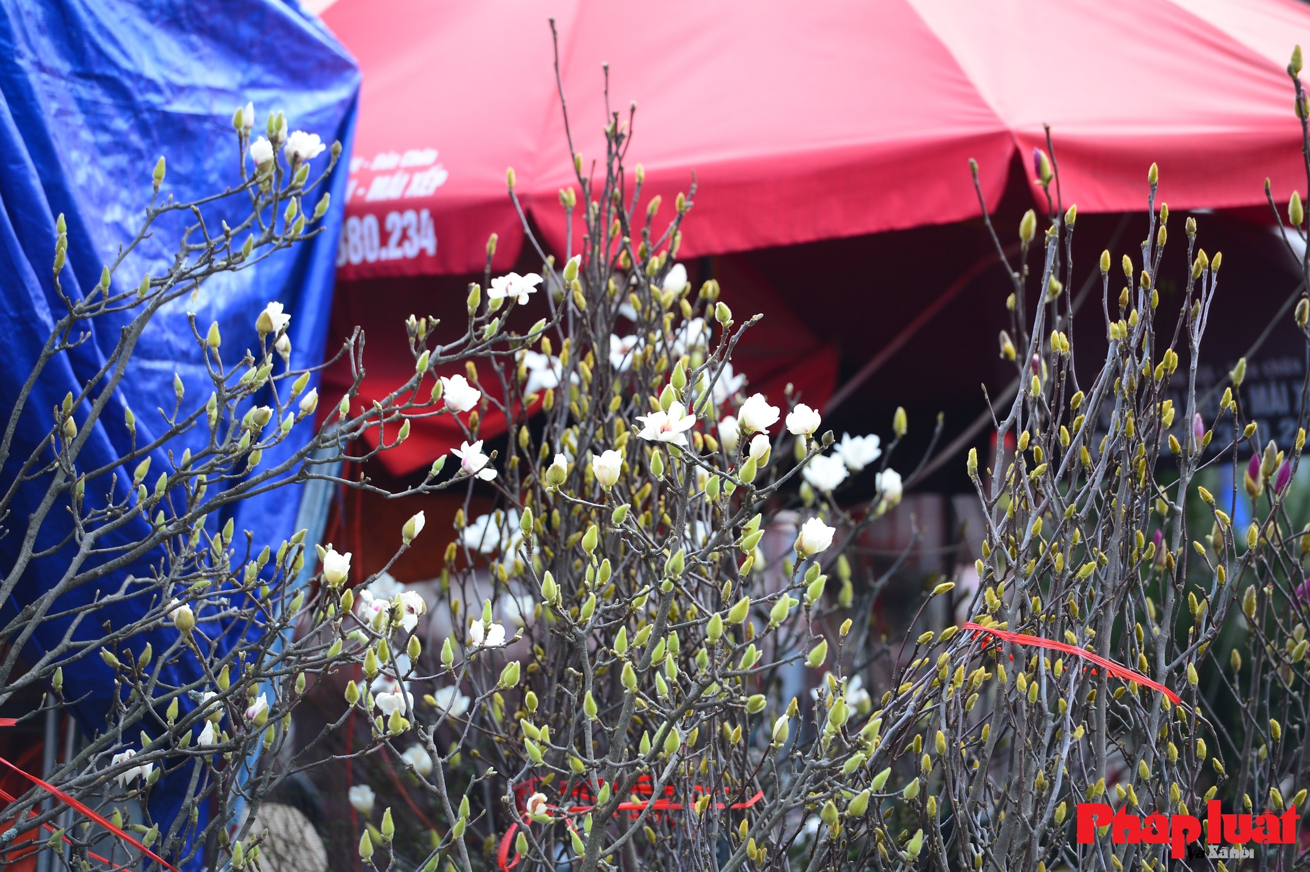 Hoa mộc lan vào mùa, người Hà Nội đón Tết từ sớm