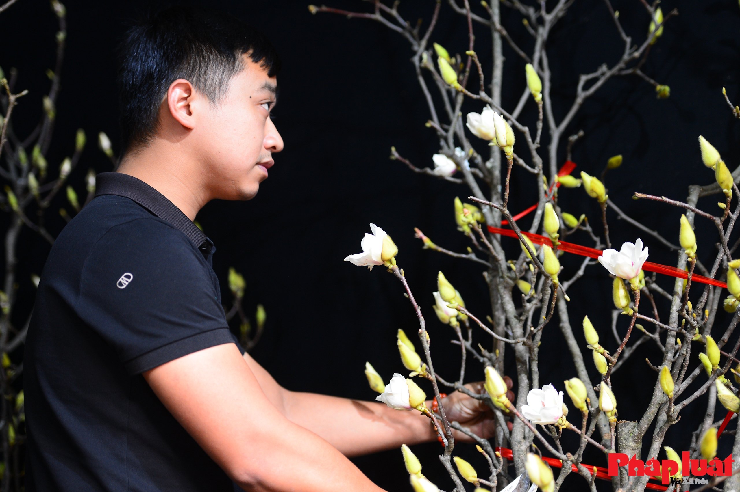 Hoa mộc lan vào mùa, người Hà Nội đón Tết từ sớm