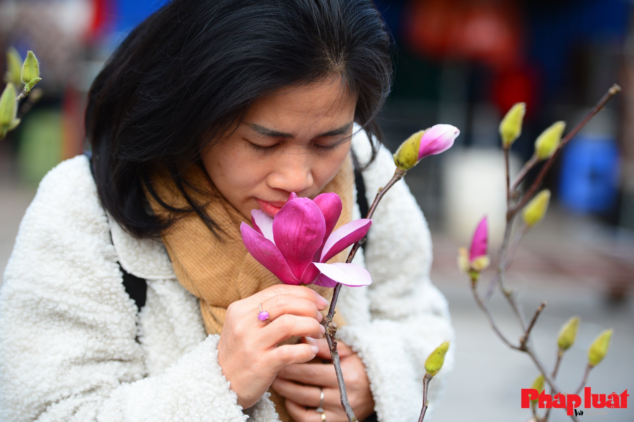 Hoa mộc lan vào mùa, người Hà Nội đón Tết từ sớm