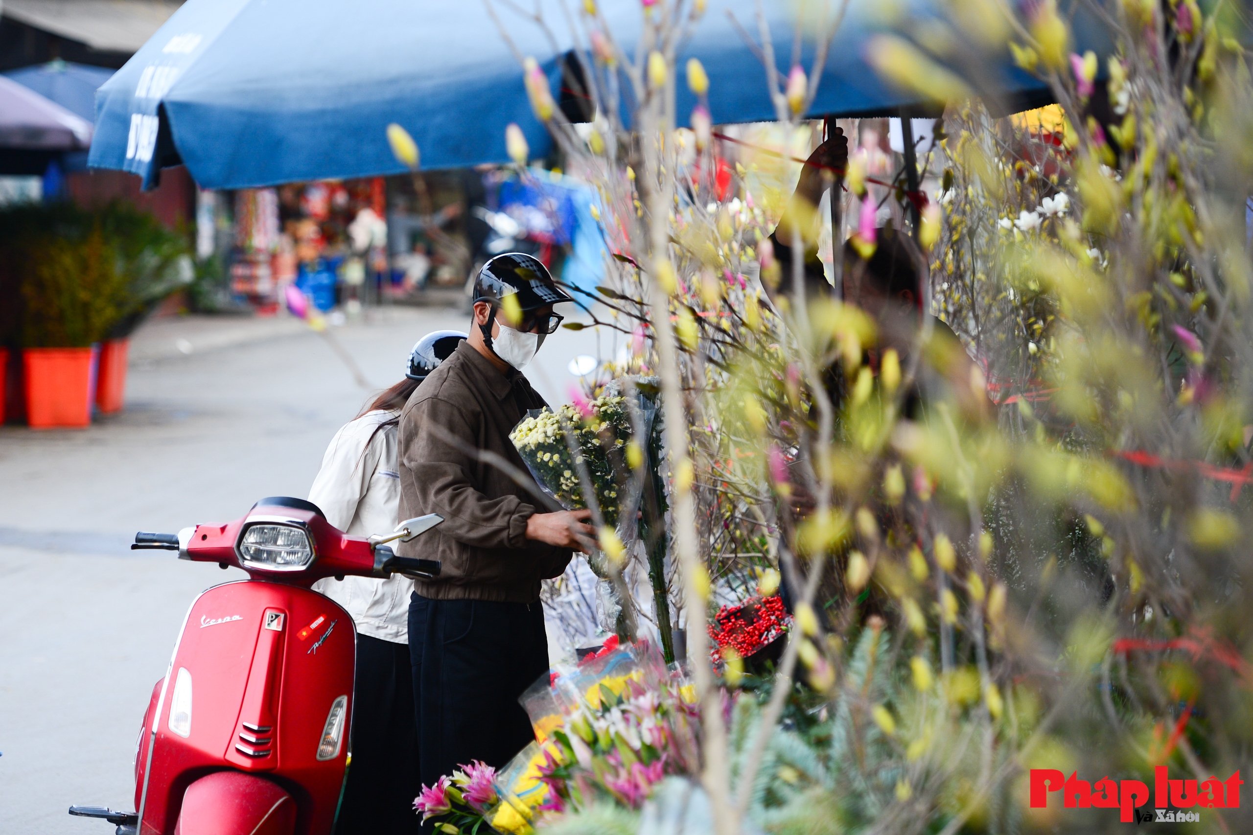 Hoa mộc lan vào mùa, người Hà Nội đón Tết từ sớm