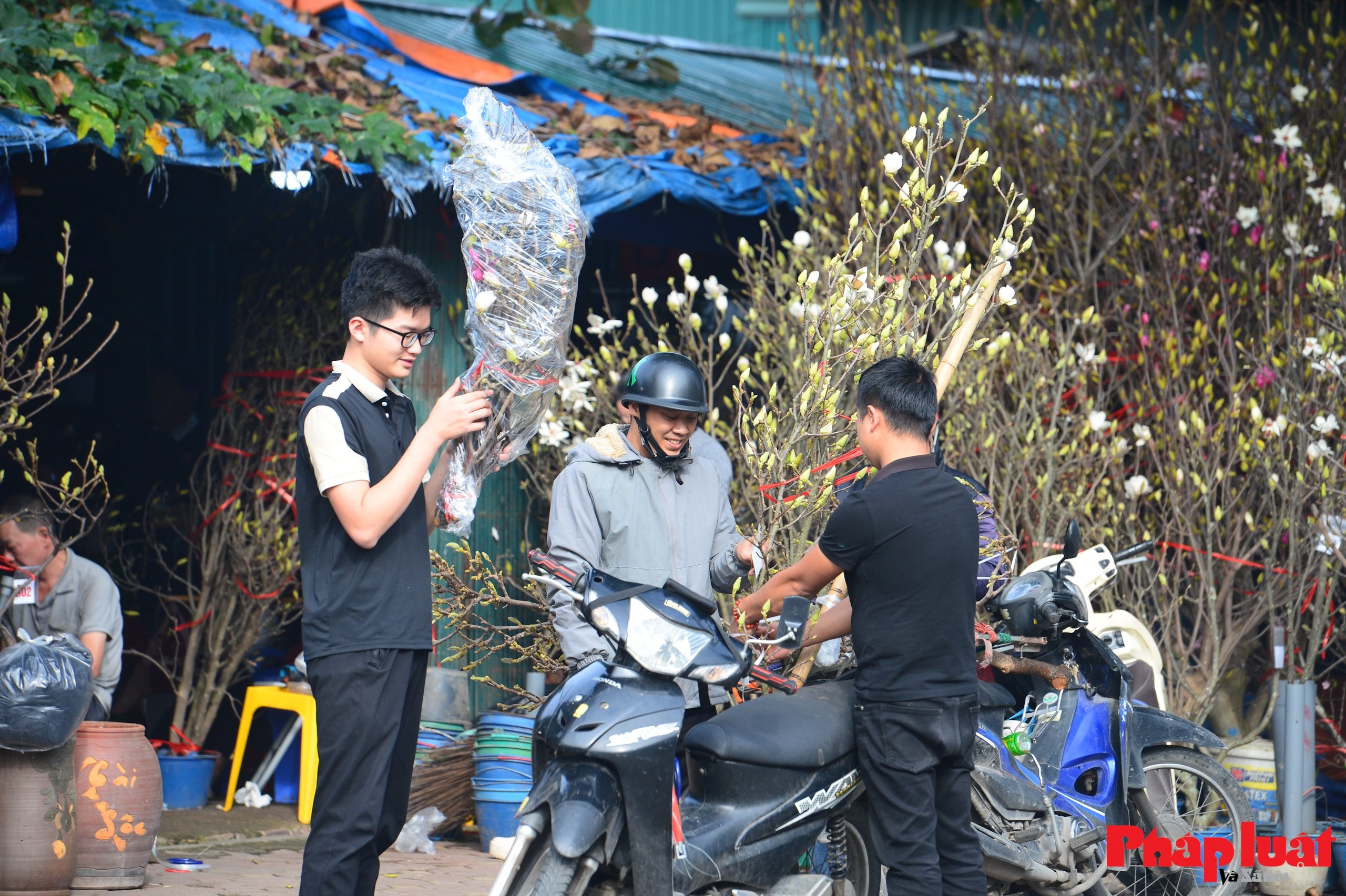 Hoa mộc lan vào mùa, người Hà Nội đón Tết từ sớm