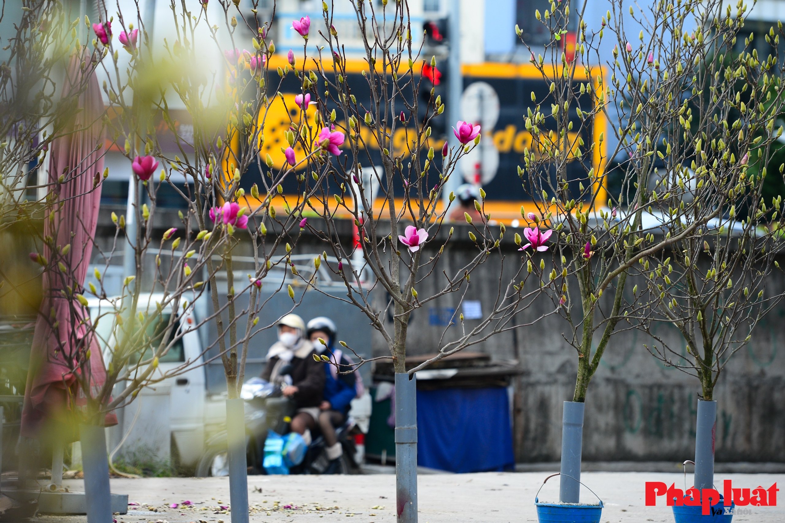 Hoa mộc lan vào mùa, người Hà Nội đón Tết từ sớm