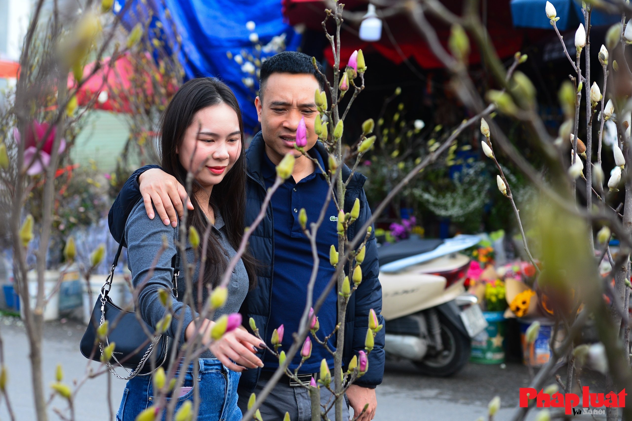 Hoa mộc lan vào mùa, người Hà Nội đón Tết từ sớm