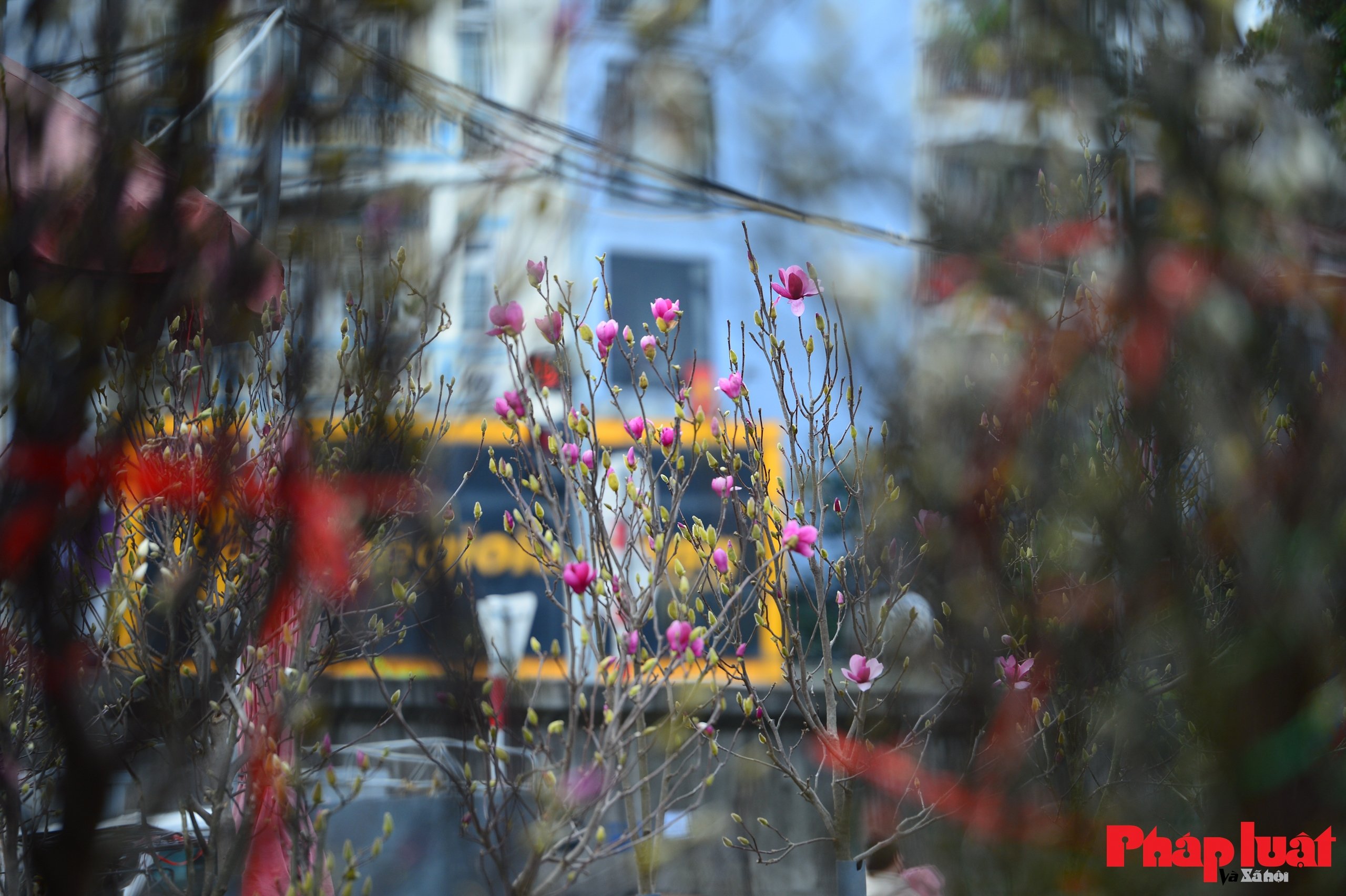 Hoa mộc lan vào mùa, người Hà Nội đón Tết từ sớm