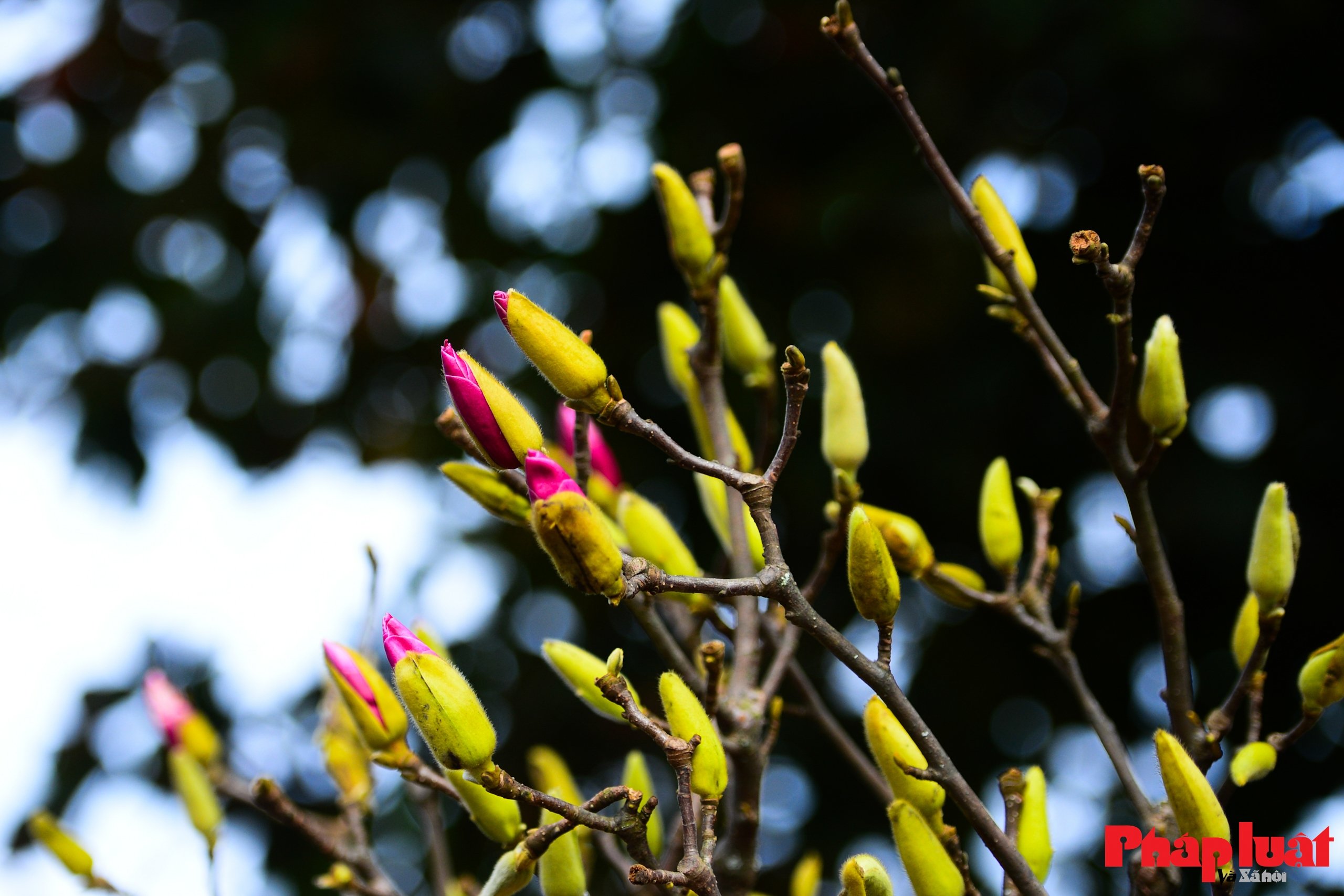 Hoa mộc lan vào mùa, người Hà Nội đón Tết từ sớm