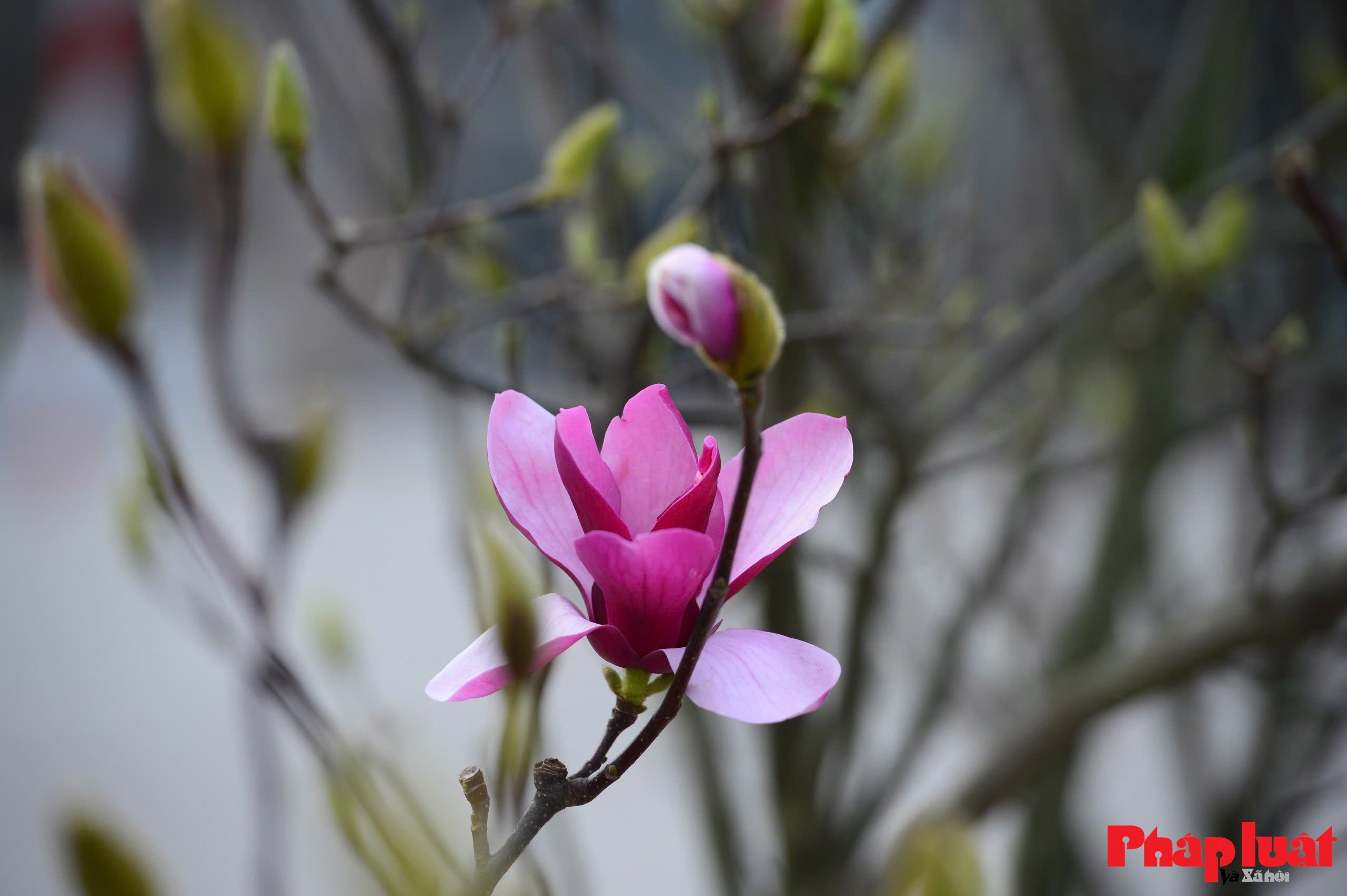 Hoa mộc lan vào mùa, người Hà Nội đón Tết từ sớm