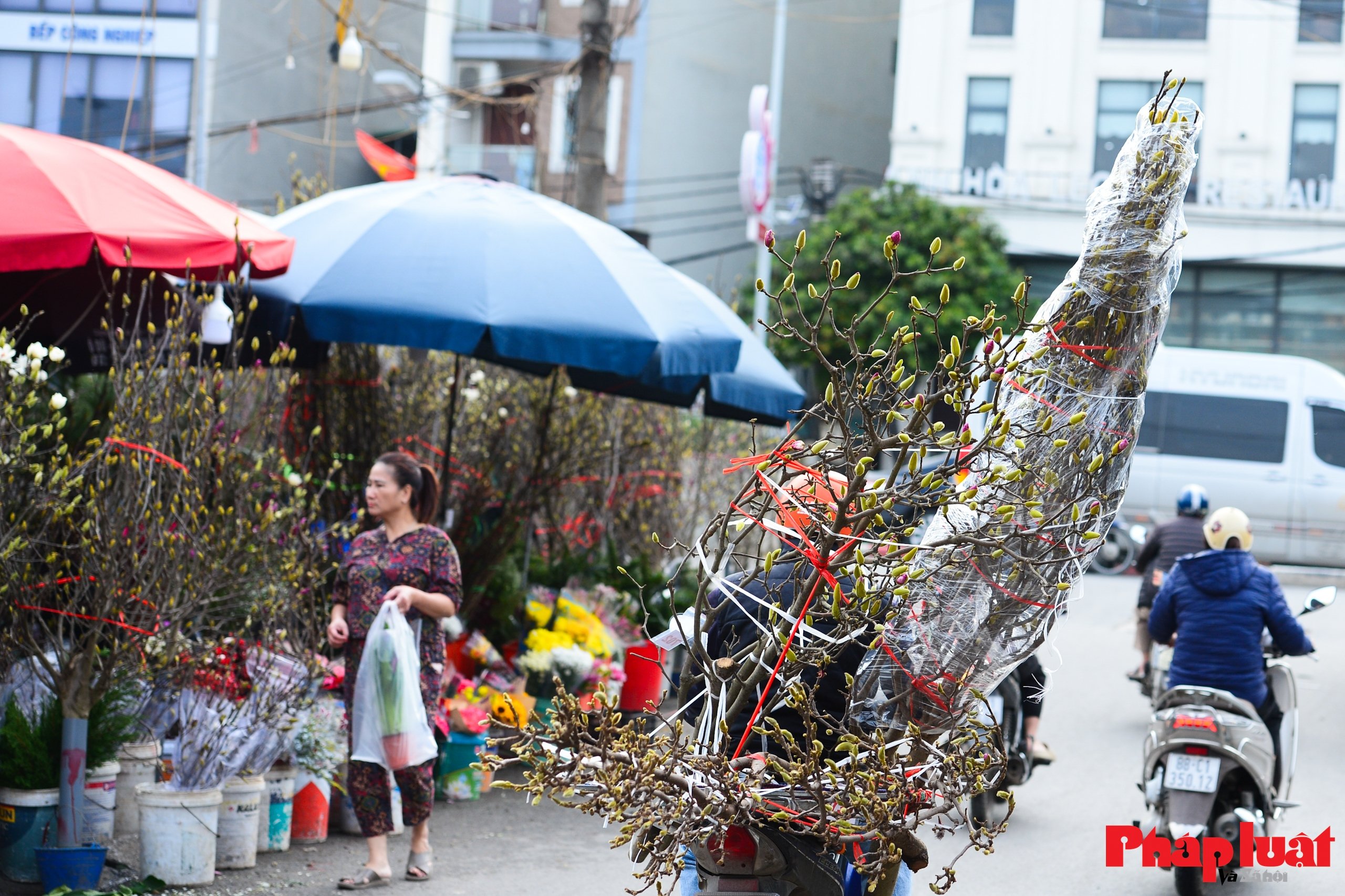 Hoa mộc lan vào mùa, người Hà Nội đón Tết từ sớm