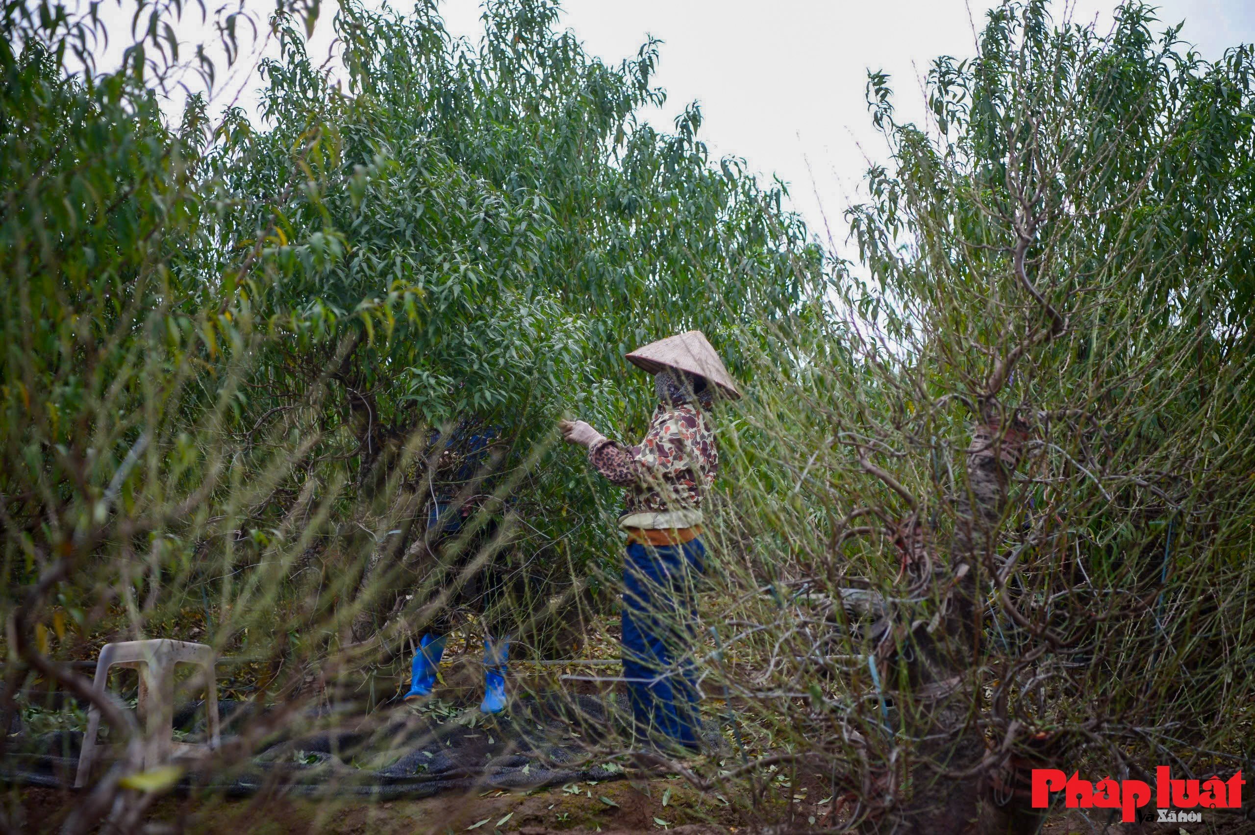 Người làng Nhật Tân tất bật tuốt lá đào chuẩn bị mùa Tết