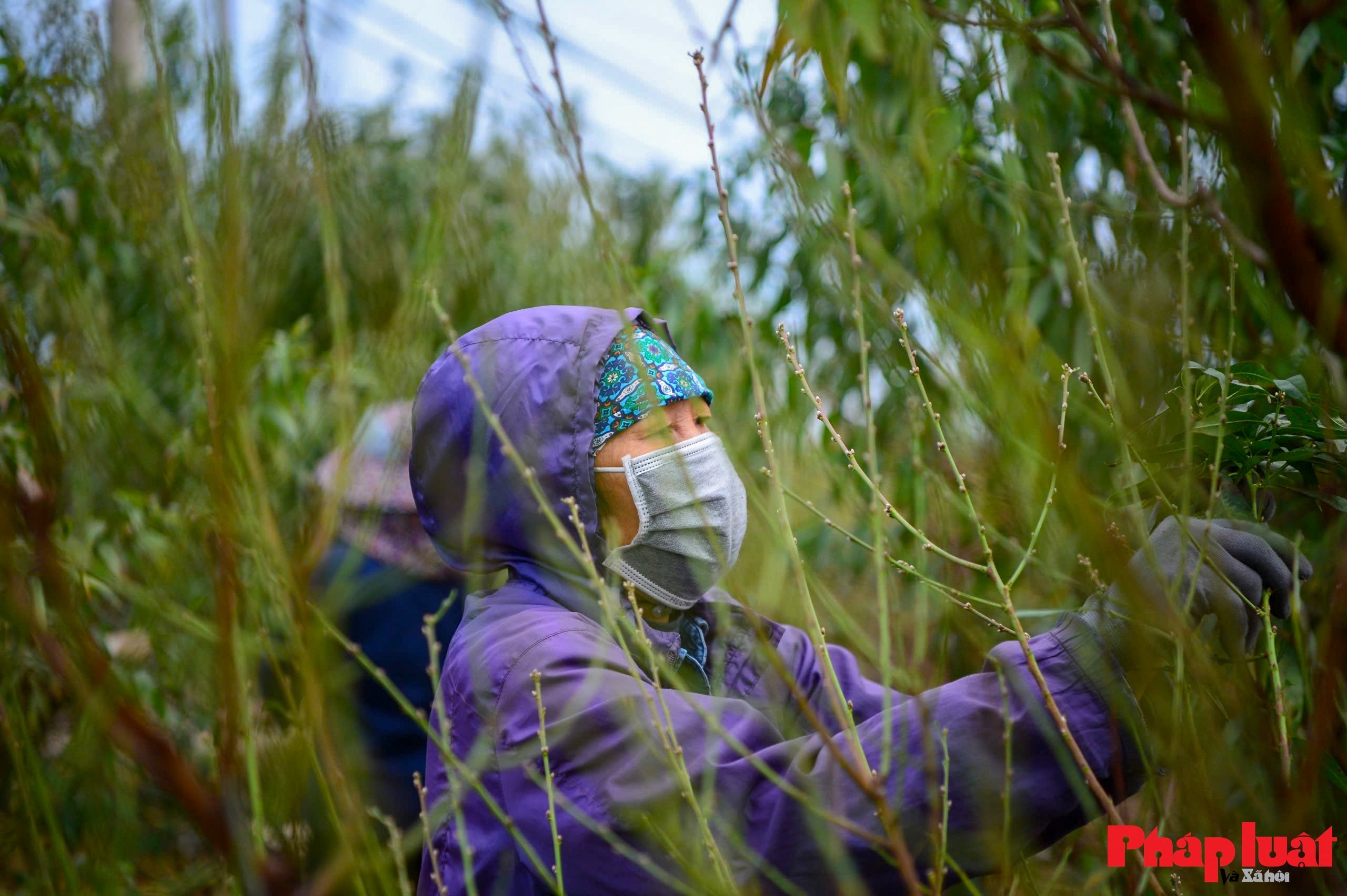 Người làng Nhật Tân tất bật tuốt lá đào chuẩn bị mùa Tết