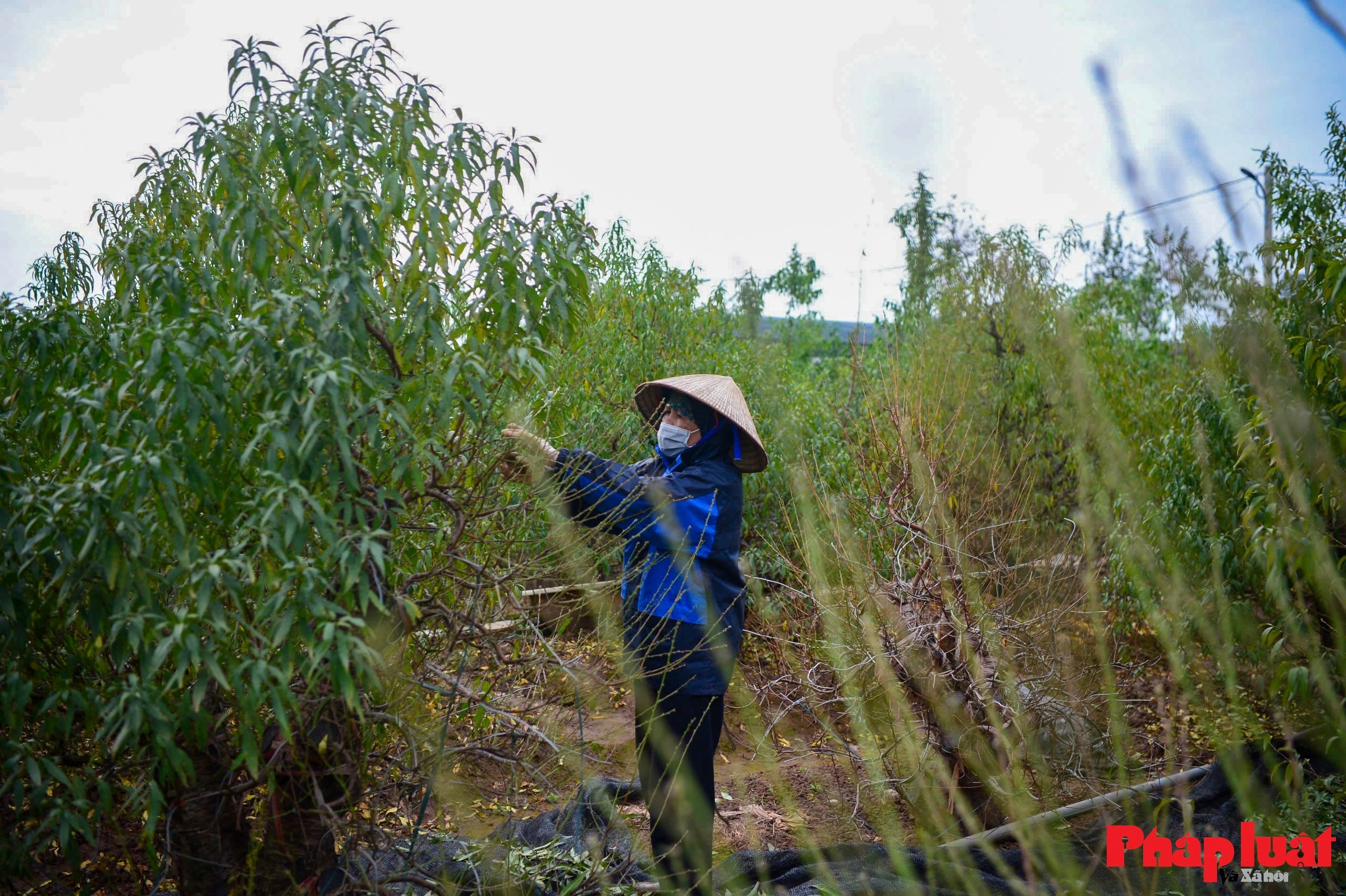 Người làng Nhật Tân tất bật tuốt lá đào chuẩn bị mùa Tết