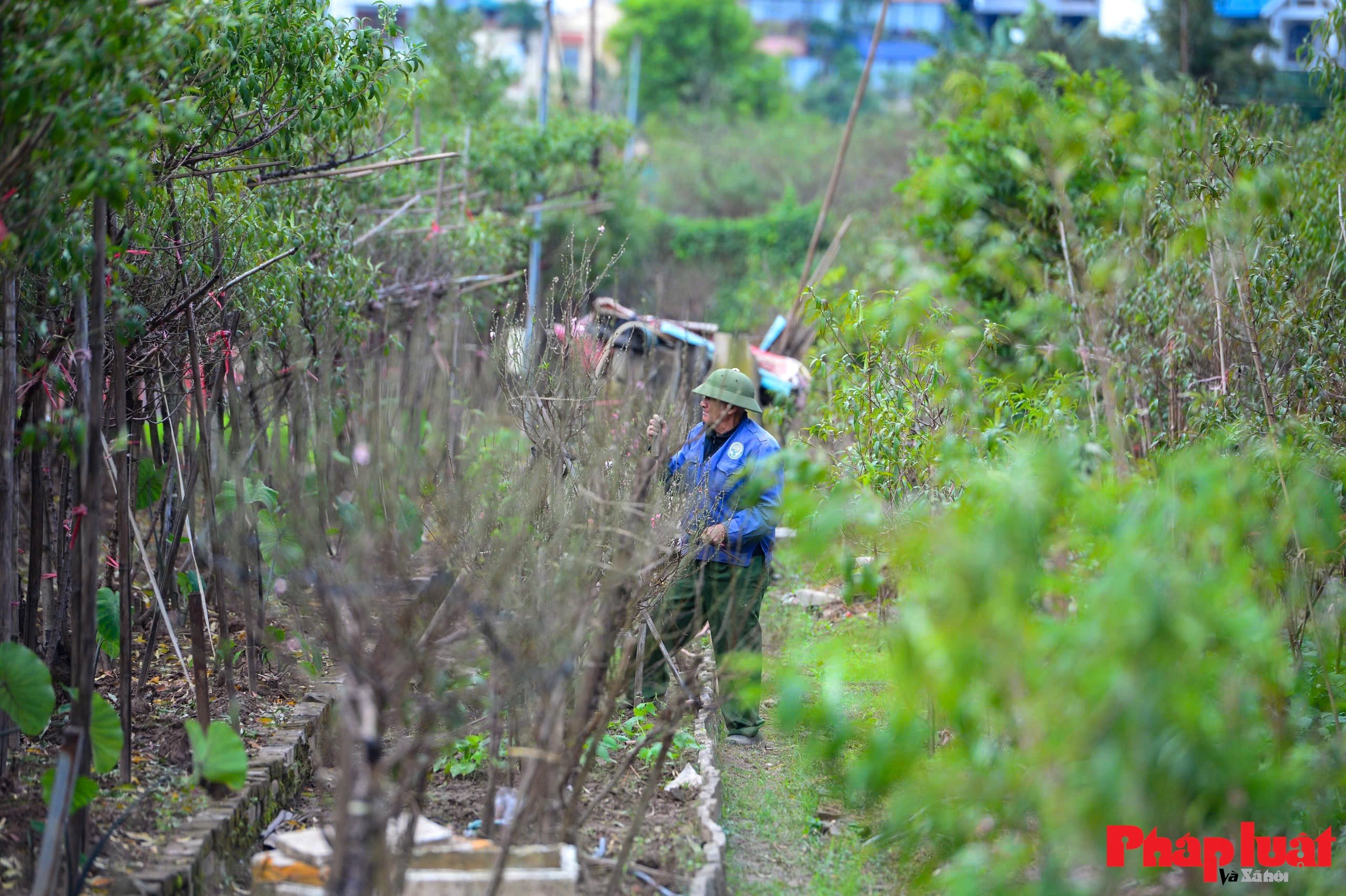 Người làng Nhật Tân tất bật tuốt lá đào chuẩn bị mùa Tết