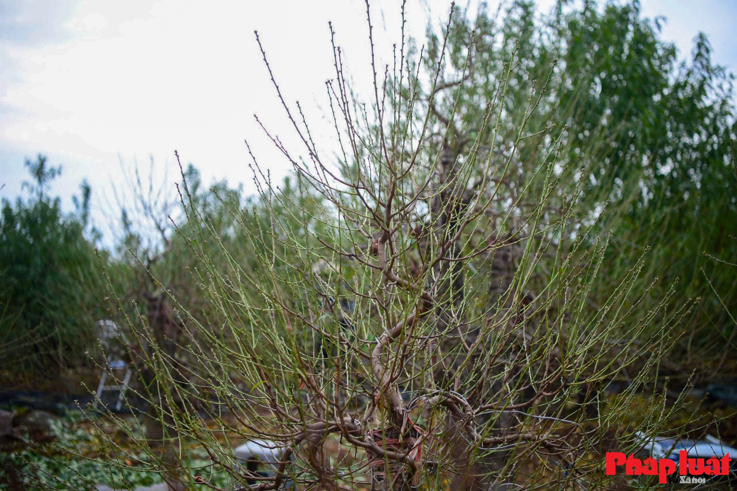 Người làng Nhật Tân tất bật tuốt lá đào chuẩn bị mùa Tết