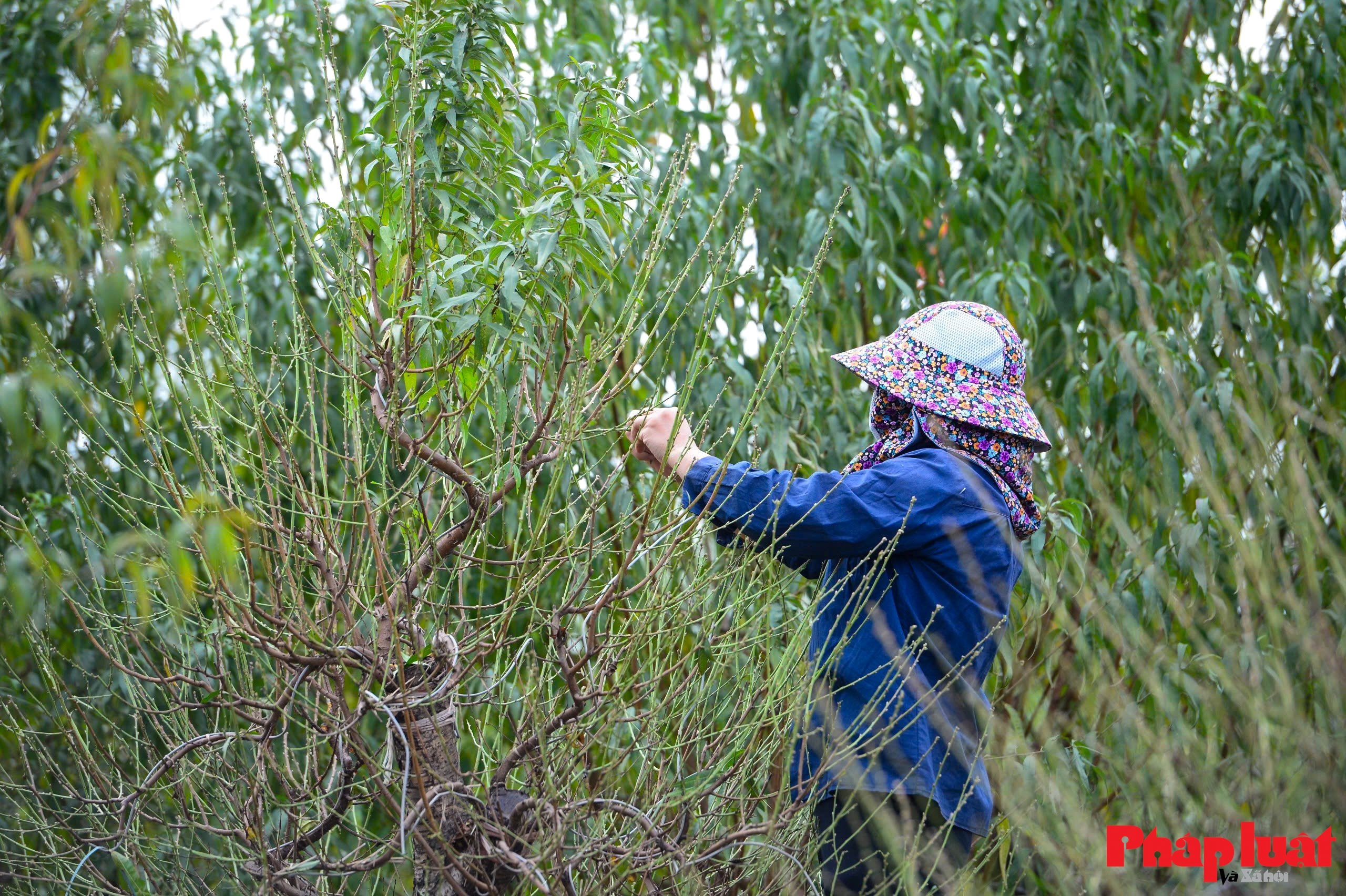 Người làng Nhật Tân tất bật tuốt lá đào chuẩn bị mùa Tết