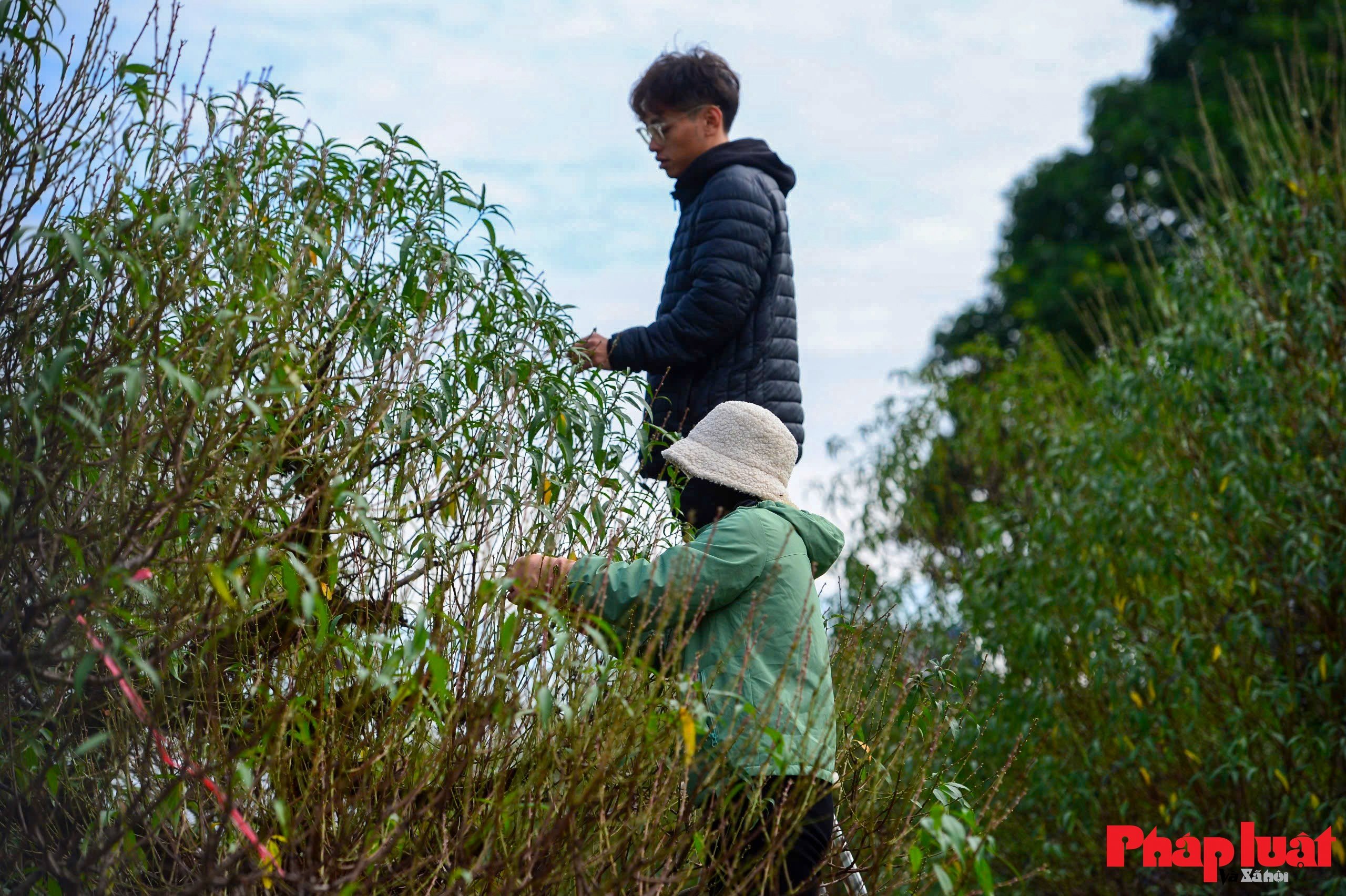 Người làng Nhật Tân tất bật tuốt lá đào chuẩn bị mùa Tết