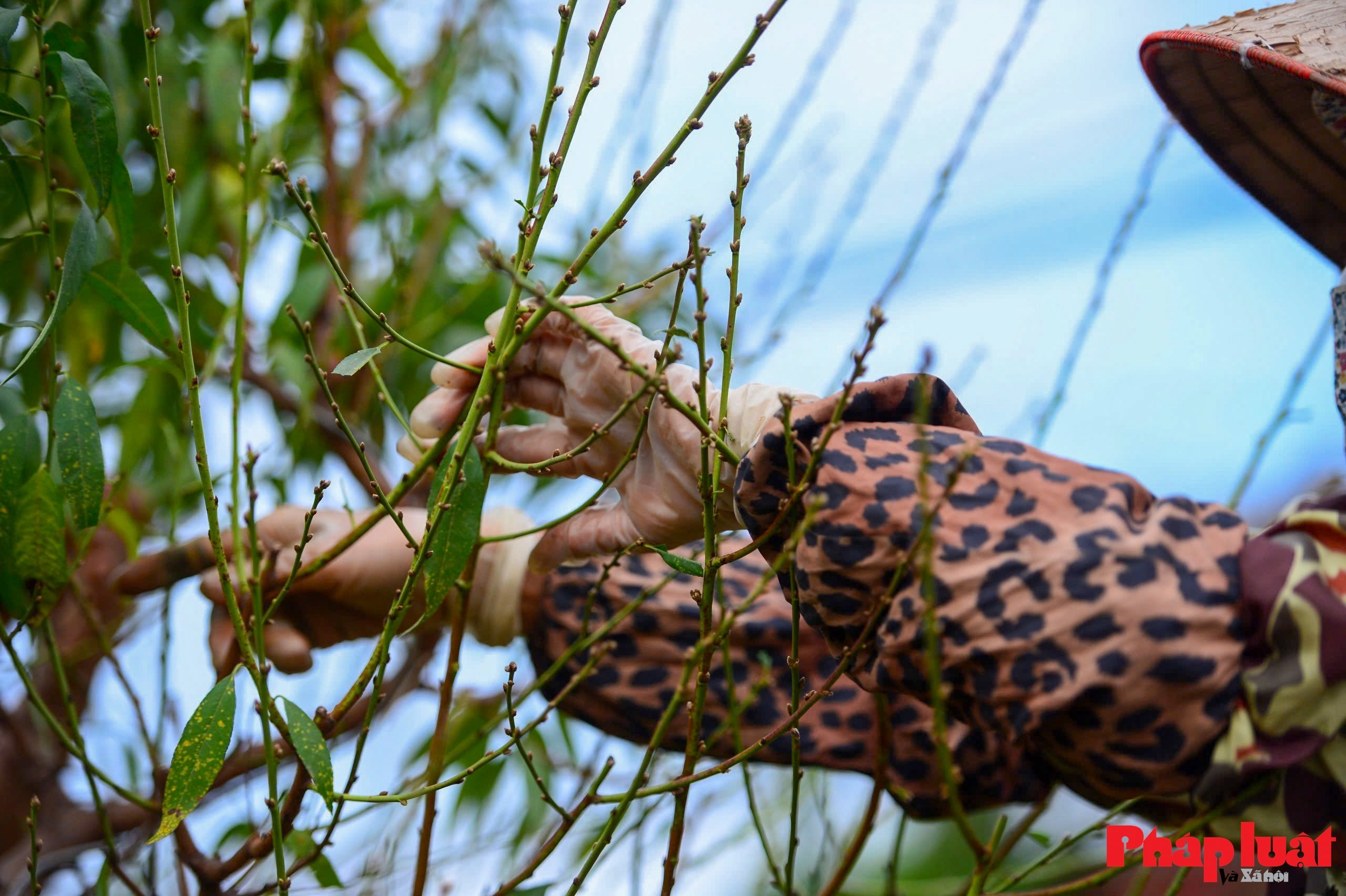 Người làng Nhật Tân tất bật tuốt lá đào chuẩn bị mùa Tết