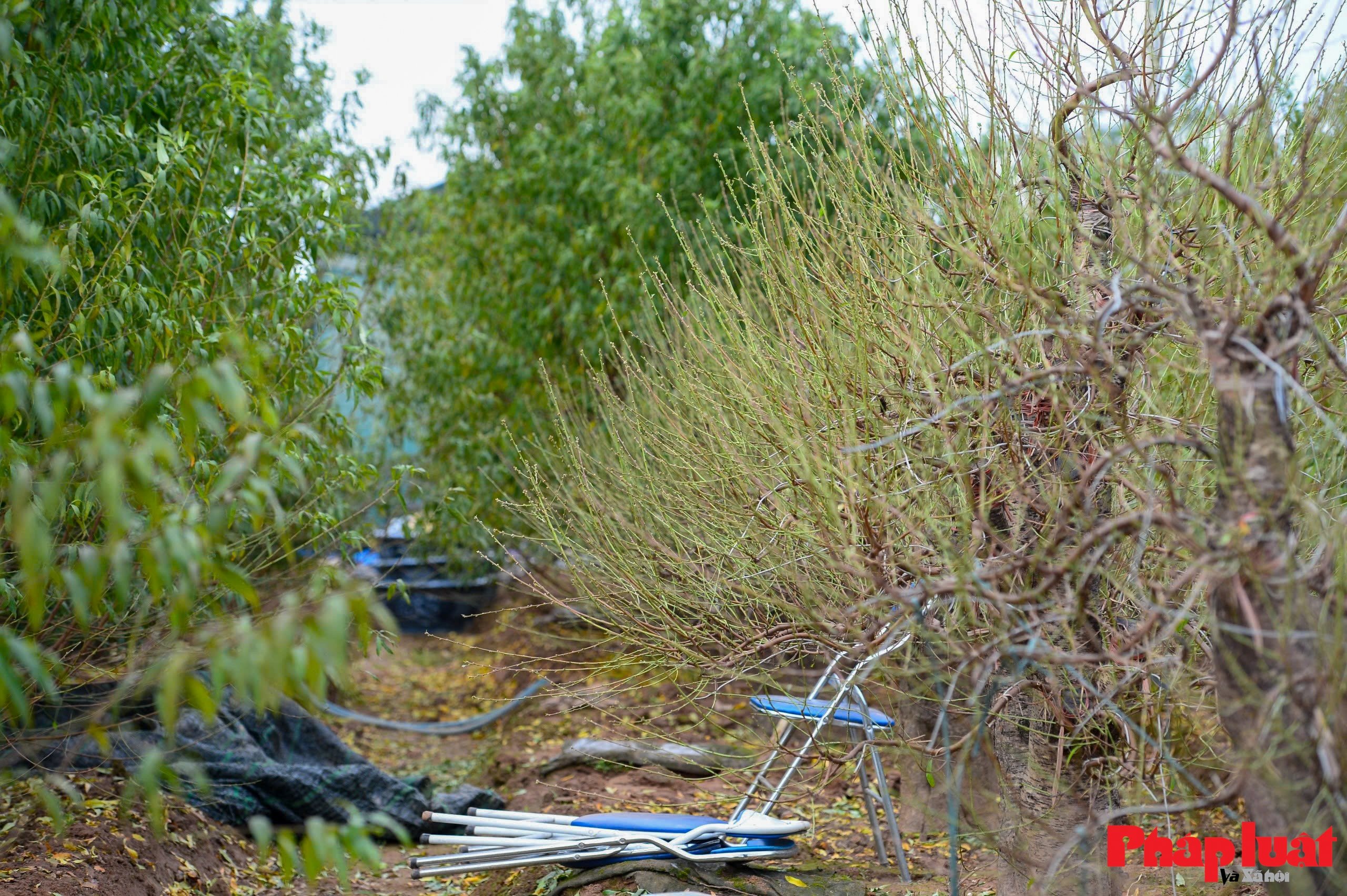 Người làng Nhật Tân tất bật tuốt lá đào chuẩn bị mùa Tết