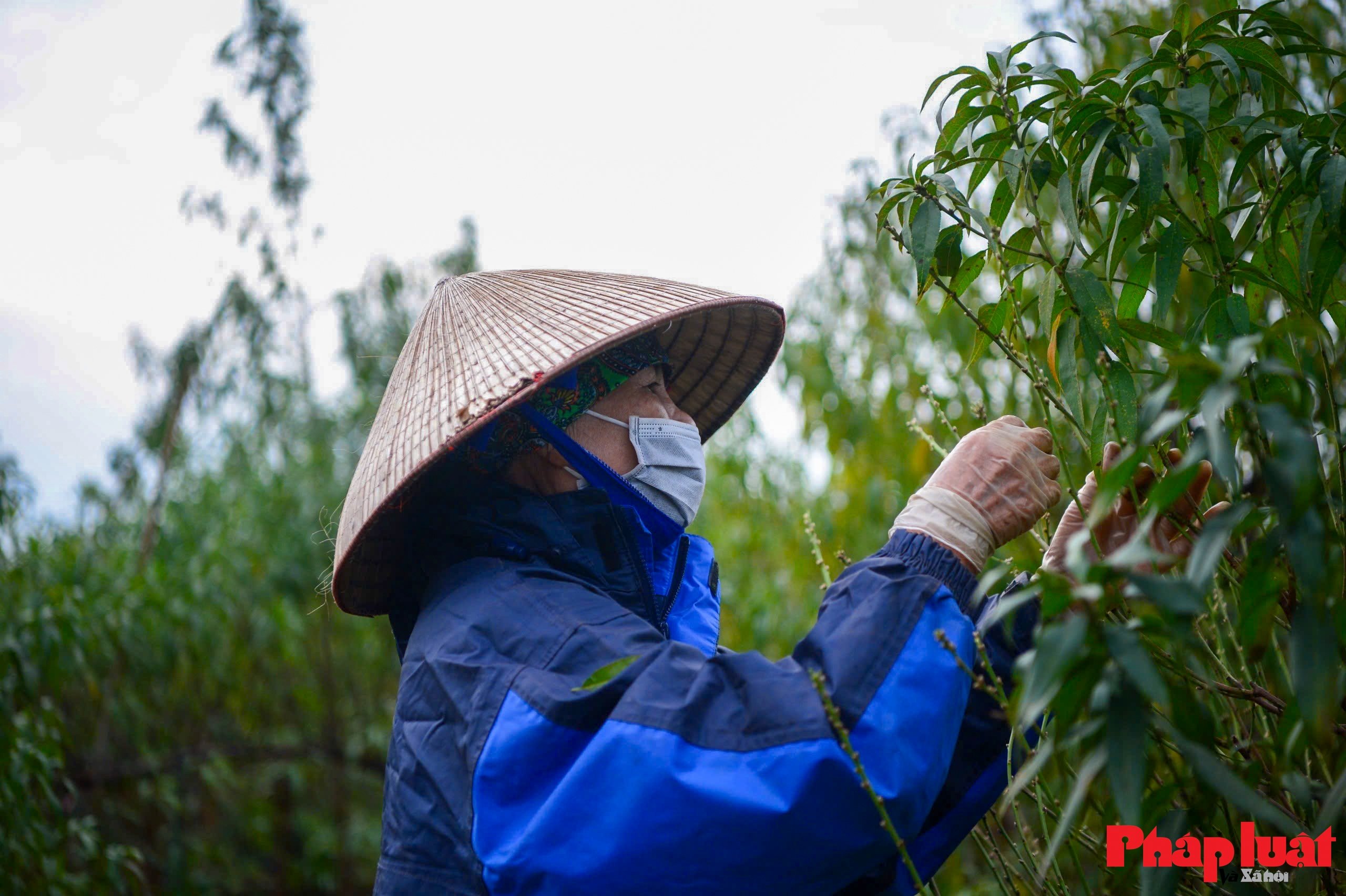 Người làng Nhật Tân tất bật tuốt lá đào chuẩn bị mùa Tết
