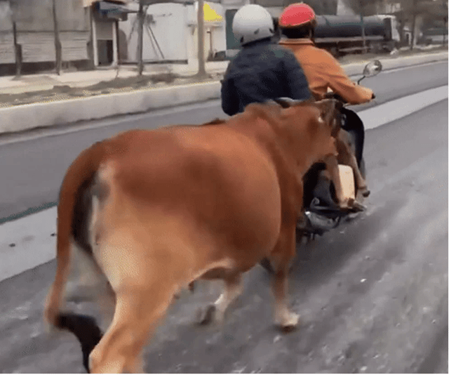 bo-me-duoi-theo-xe-may-1