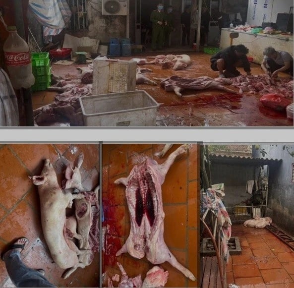 Duong day tieu thu, thit lon duong tinh anh 2