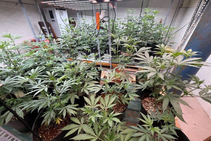 91 cây cần sa nhiều kích thước do Duy trồng trong nhà đã bị công an thu giữ. Ảnh: Thành Huynh