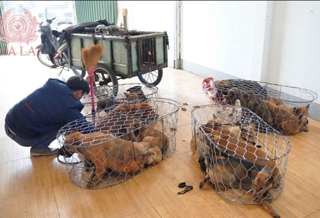 Triet-pha-nhom-nguoi-trom-khoang-5200-con-cho-1