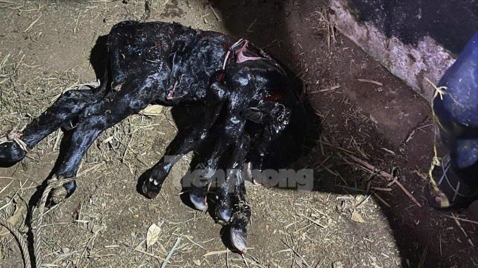 Nhiều người kéo đến xem bò sinh ra bê có 6 chân ở Quảng Ngãi