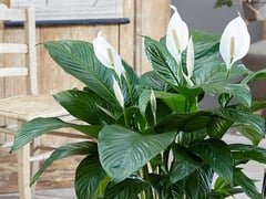 Ảnh bìa bài viết 1002985