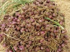 Ảnh bìa bài viết 1003317