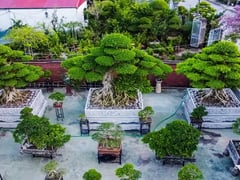 Đọc nhanh bài viết 1013176