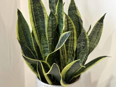 Đọc nhanh bài viết 1018381