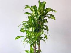 Đọc nhanh bài viết 1019832