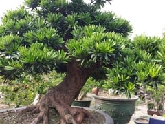 Đọc nhanh bài viết 1021294