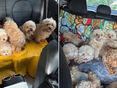 Đọc nhanh bài viết 1021340