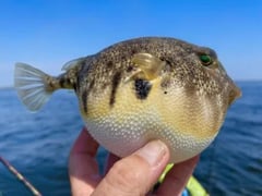 Đọc nhanh bài viết 1022773